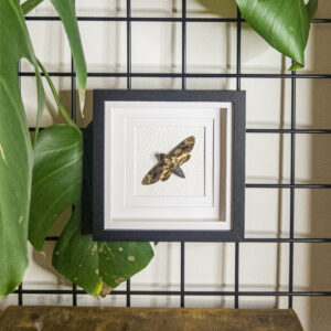 Acherontia lachesis - The Greater Death's Head Hawkmoth