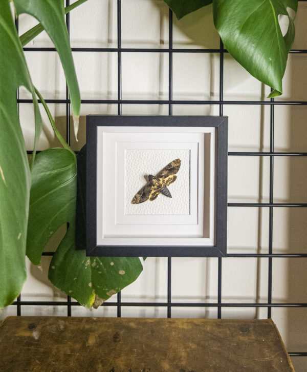 Acherontia lachesis - The Greater Death's Head Hawkmoth